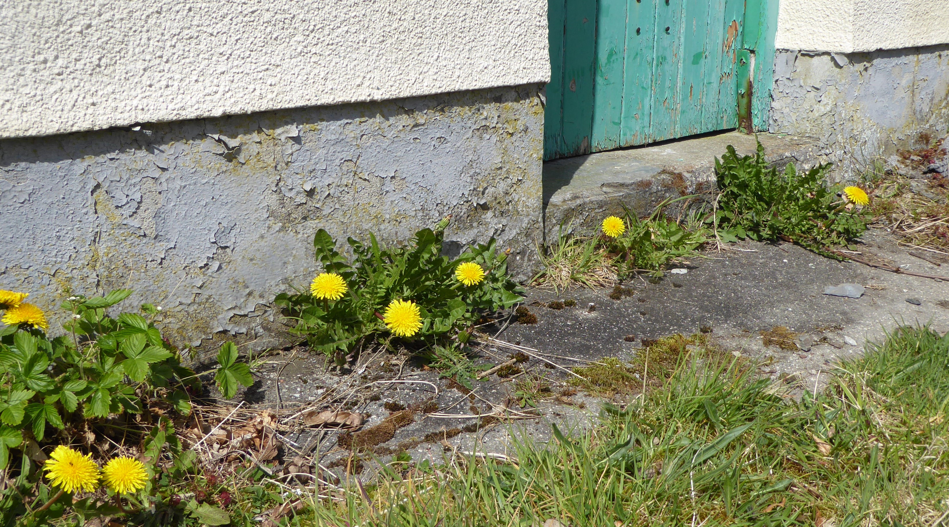 Dandelions